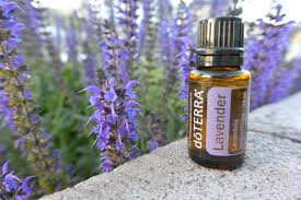 Lavender essential oil where to buy