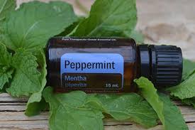 Where to buy peppermint oil